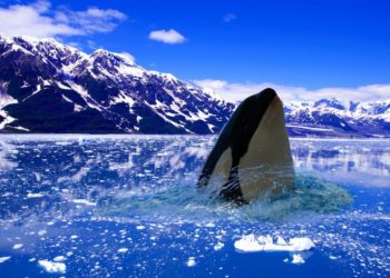 What Caused The Recent Crypto Market Drop – Whales, Elon, Kraken