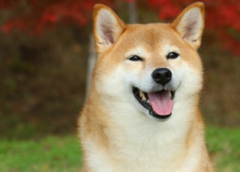 Elon Musk Reverses Decision to Sell NFT, but not before Setting an Asking Price of 420M Dogecoins