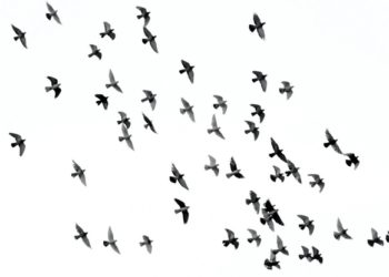 Cardano on the cusp of a milestone will ADA make a big move?