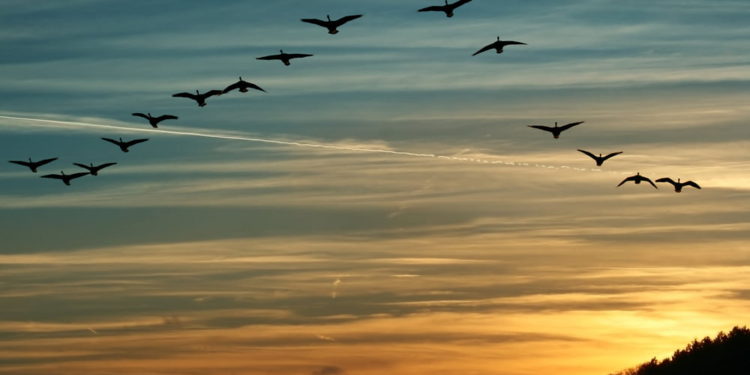 Cardano Founder Expects The Birds to Land in March as ADA Sentiment Recovers