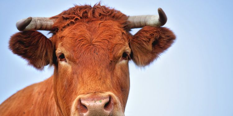 Analyst Makes Bold Case for $500