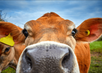 Bitcoin Bulls Just Got A New Friend