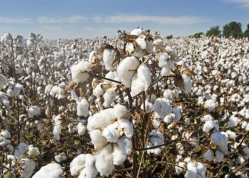 Australia’s SMX To Trace Cottons Produced In Israel Using Blockchain