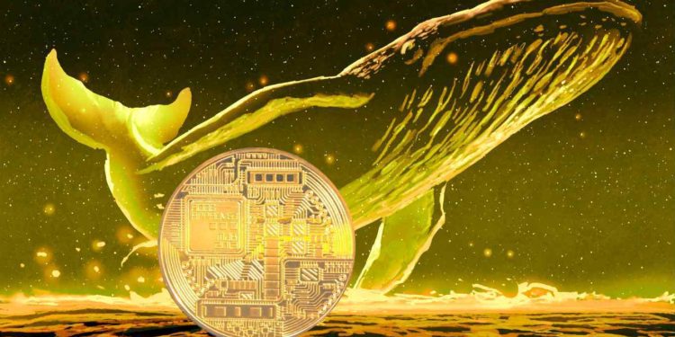 Crypto Whales Are Quietly Accumulating These Three Altcoins, According to Analytics Firm Santiment