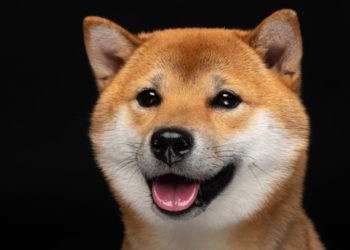 Dogecoin Becomes the 8th Largest Cryptocurrency After a Tremendous 313% Weekly Gain
