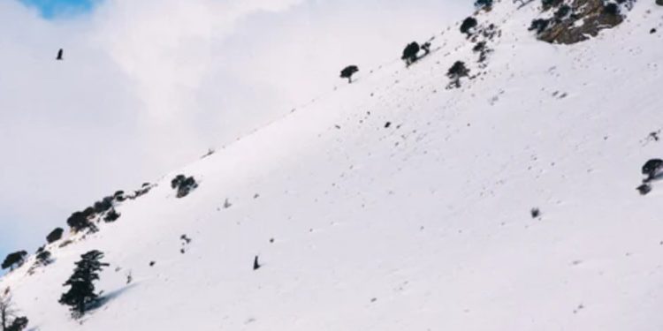 How Avalanche’s bridge to ETH and BTC could take over DeFi