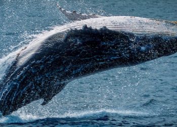 Bitcoin whales on defense, how BTC could reach a new ATH