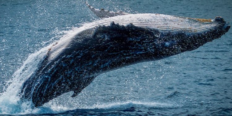 Bitcoin whales on defense, how BTC could reach a new ATH