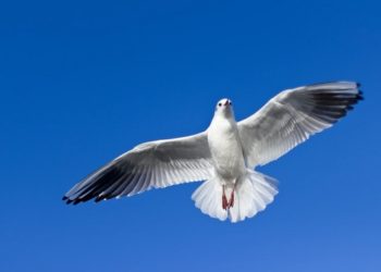 $500B in ADA delegated for this, Cardano close to D-Day