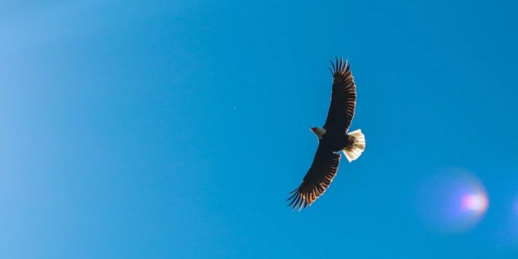 Why ADA could run hotter than Bitcoin and make 10x gains