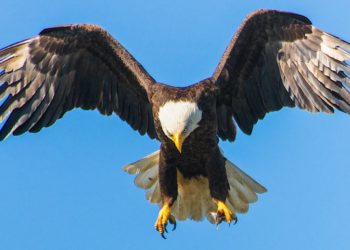 This Is How Cardano’s First DEX Will Try To Disrupt DeFi