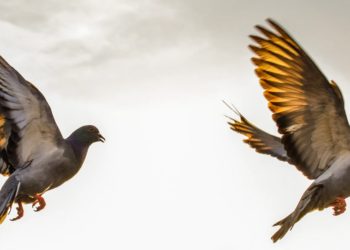 How This Cardano Platform Benefit From Chainlink Oracles