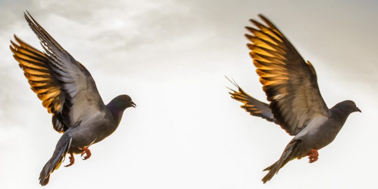 How This Cardano Platform Benefit From Chainlink Oracles