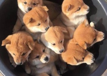 Crypto Memes Of The Week – 23 April