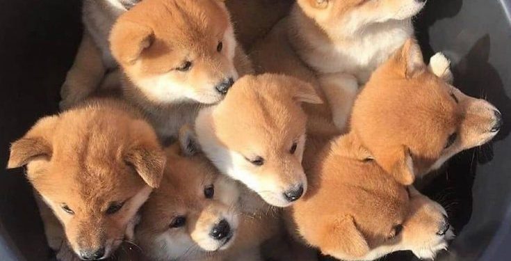 Crypto Memes Of The Week – 23 April