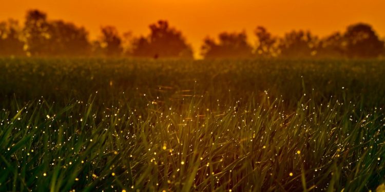 How IOTA Could Reach $1B In Token Locked Before Chrysalis 2