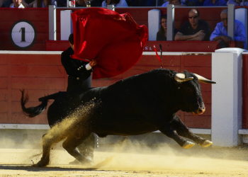 Bulls In Trouble As $50,000 Is Lost