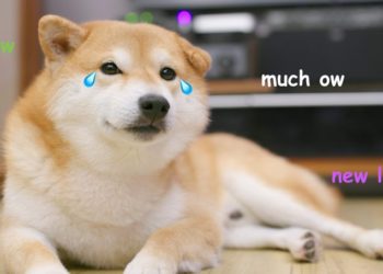 The Two Signals That Say Dogecoin Holders Are In For “Much Ow”