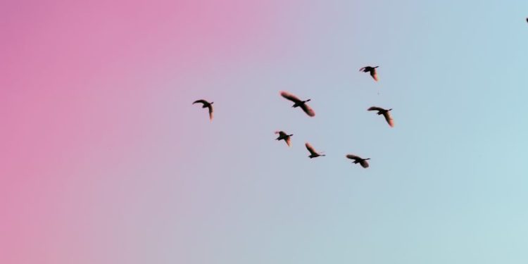 Is a Cardano Announcement Coming Soon?