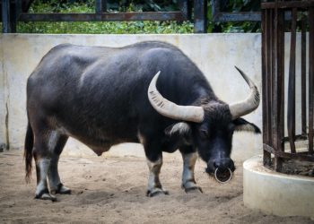 Latest Bitcoin Dip Did Little In Offsetting “Wildly Bullish” Bias; Here’s Why