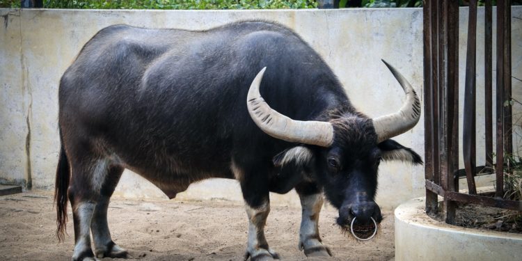 Latest Bitcoin Dip Did Little In Offsetting “Wildly Bullish” Bias; Here’s Why