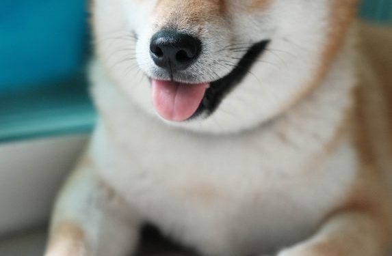 Fundamentals go Out The Window, $1 Dogecoin incoming?