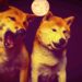 Dogecoin Far From Done, Says Top Analyst – Here’s How High It Could Go