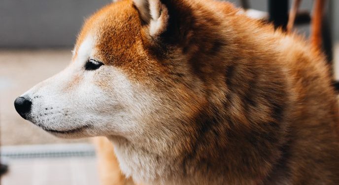 Dogecoin Holds Strong Against Weekend Flash Crash, What is Happening?