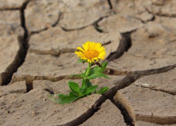 XRP Targets New All-Time Highs After Surviving SEC Slaughter