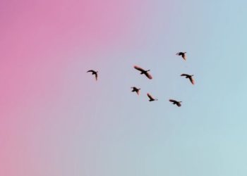 Cardano Unveils Smart Contracts Platform Rollout Plan