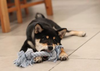 Up 131% In One Week DOGE Could Bring Doom To Crypto Rally