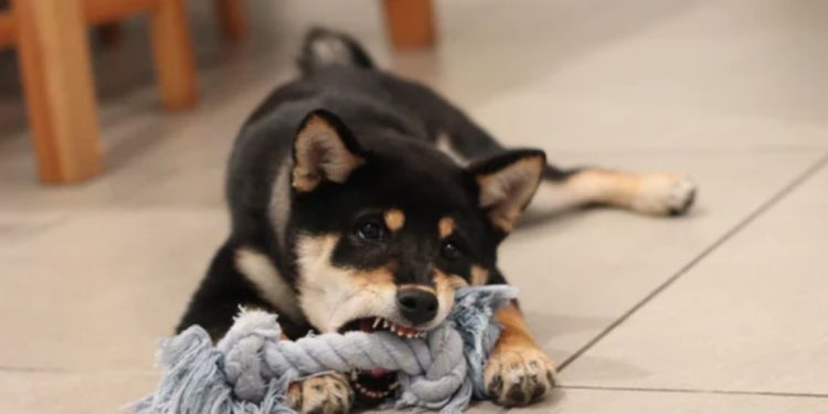 Up 131% In One Week DOGE Could Bring Doom To Crypto Rally