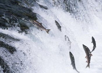 Crypto Volatility Index Helped Traders Profit During Market Crash