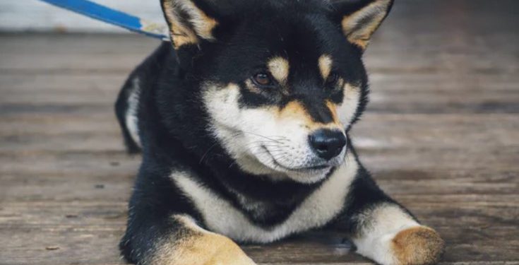 Binance Adds SHIB And Triggers 150% Rally Step Aside DOGE?