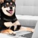 ‘DOGE Killer’ Shiba Inu Clogs Ethereum While Musk Lifts Dogecoin Again