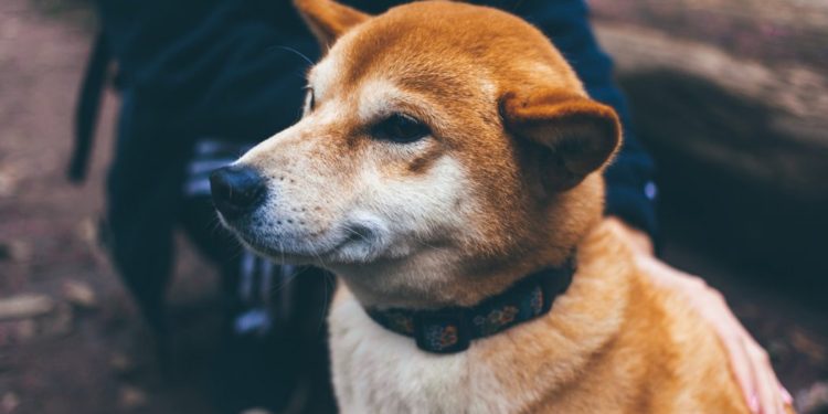 More DOGE Inspired Tokens Flood The Market – Husky, Akita, MoonPaw,