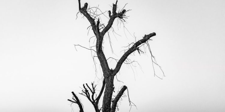 Cardano Boss Says Good Riddance To Dying Banking System