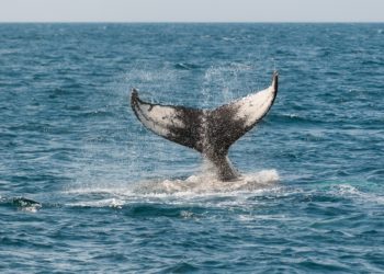 12K BTC Removed From Coinbase, Are Whales Relenting?