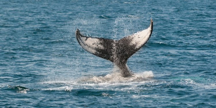 12K BTC Removed From Coinbase, Are Whales Relenting?