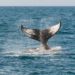 12K BTC Removed From Coinbase, Are Whales Relenting?