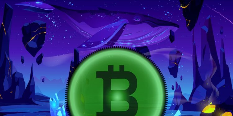 Are Crypto Investors Cashing Out? Nicholas Merten Explains Liquidity Shift Among Whales and Traders