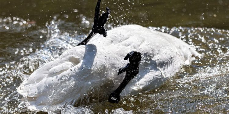 Taleb Releases a Dirty Swan Upon Bitcoin, Bitcoiners Were Fast to Clean It
