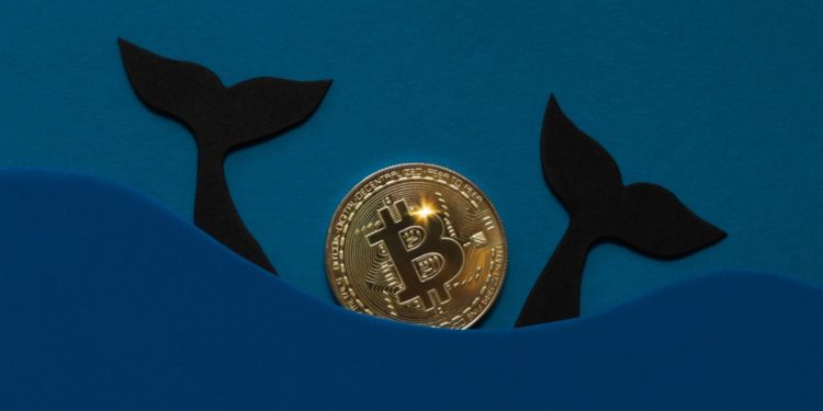 ‘Millionaire’ Bitcoin Whales Accumulates Extra 90,000 BTC