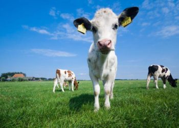 UK Farmers Use Cow Dung to Power Ethereum Mining, Boost Revenues