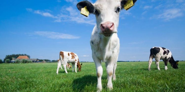 UK Farmers Use Cow Dung to Power Ethereum Mining, Boost Revenues