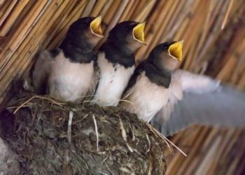 Hedge Fund CFOs and Insurers Show a Growing Appetite for Crypto