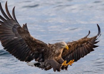 How Cardano Could Fail, According To Charles Hoskinson