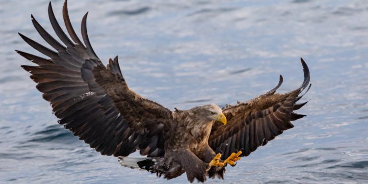 How Cardano Could Fail, According To Charles Hoskinson