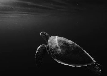 Ethereum Moves Sideways, Why Its Price Has Slowed DeFi