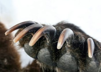 Bears Begin To Dig Claws Into Crypto Trend